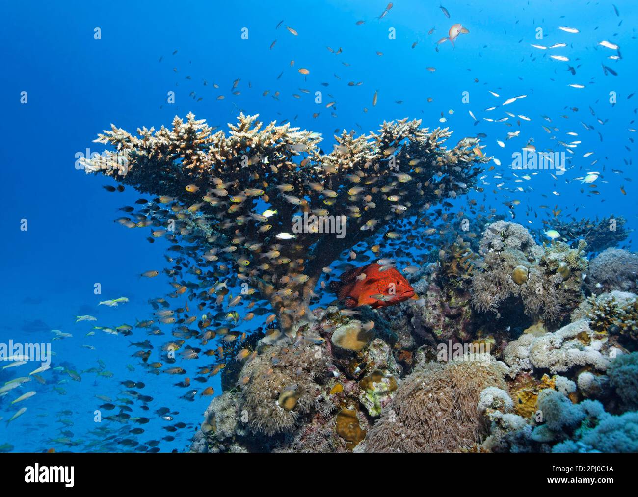 Vermillion seabass (Cephalopholis miniata) hunting in a shoal of fish, shoal of cardinalfish (Apogonidae) under Acropora table coral (Acropora Stock Photo