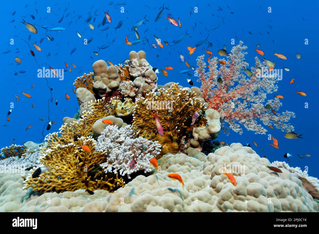 Small group of different hard corals (Scleractinia) and soft corals (Alcyonacea) with schooling anthias (Anthiinae), Red Sea, Daedalus Reef, Marsa Stock Photo