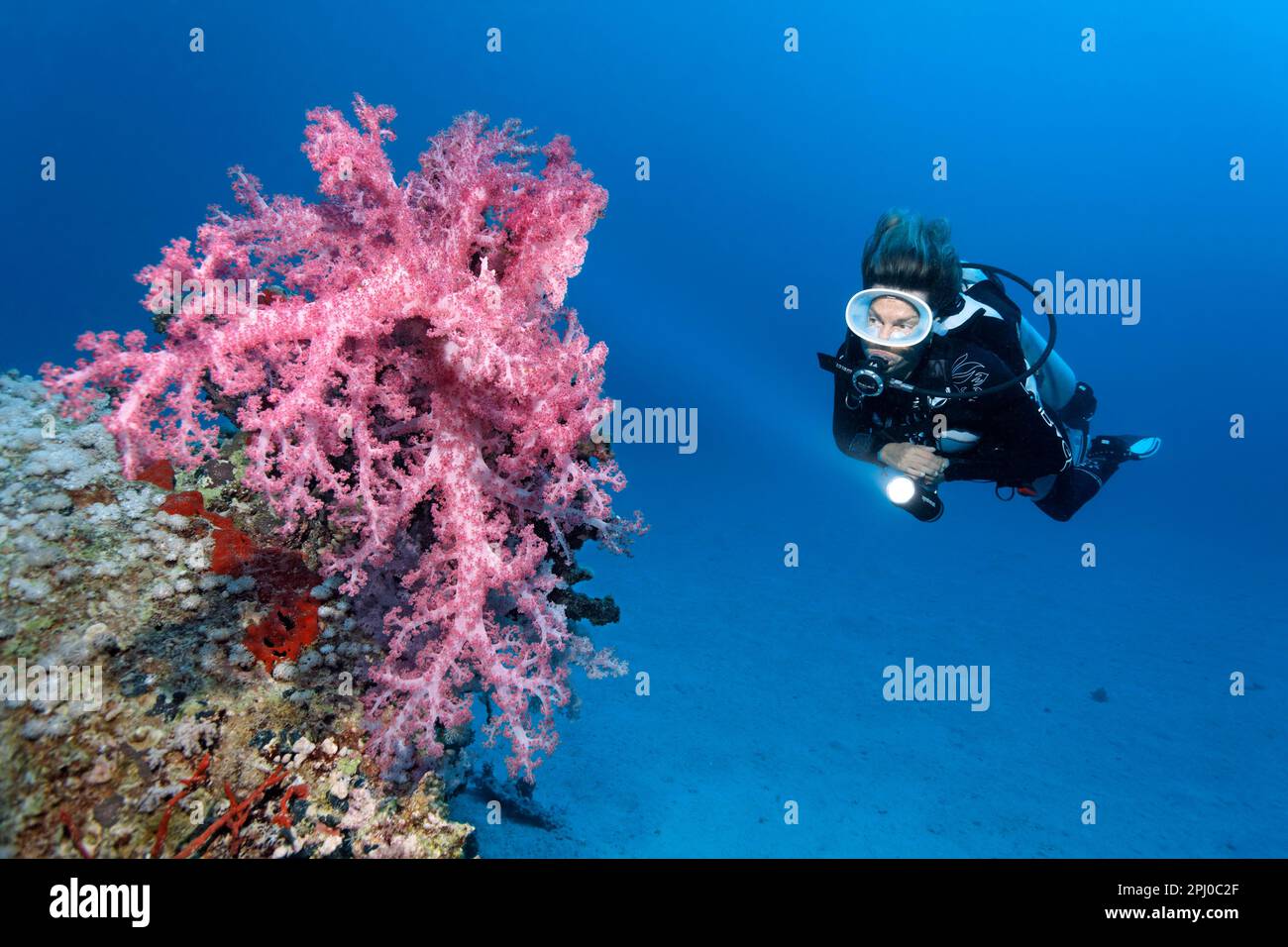Diver, diver with lamp, light, diving lamp, looking at large Klunzingers soft coral (Dendronephthya klunzingery), Red Sea, Ras Torombi, Marsa Alam Stock Photo