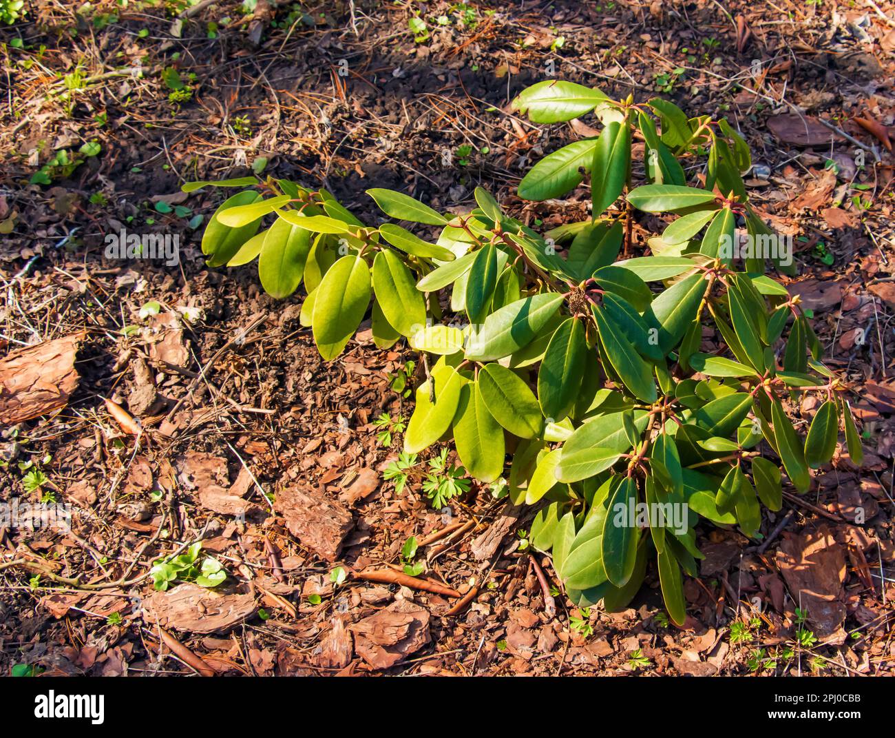 Young seedling of rhododendron in the ground in the garden in spring. The Latin name for the plant is Rhododendron L. Stock Photo