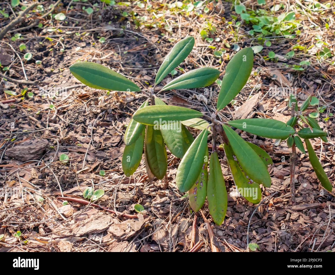 Young seedling of rhododendron in the ground in the garden in spring. The Latin name for the plant is Rhododendron L. Stock Photo