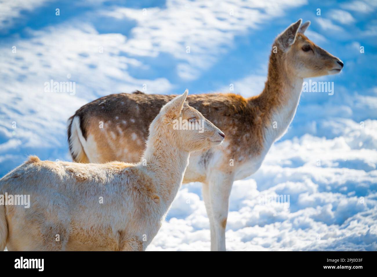A mature deer stands in a wintery landscape, with a juvenile fawn standing nearby Stock Photo