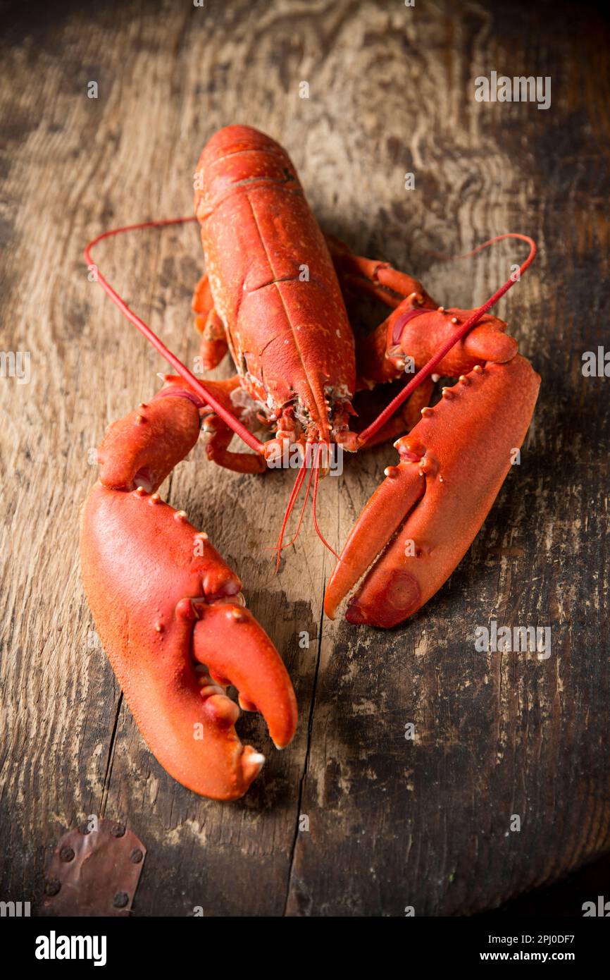 A cooked, boiled lobster, Homarus gammarus, that was caught in the