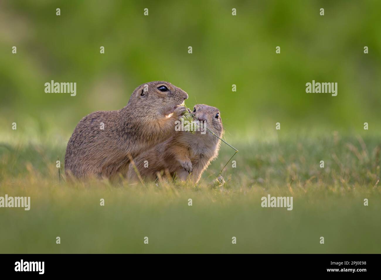 European ground squirrel (Spermophilus citellus) foraging for food, eating grass seeds, curious and interested, two individuals, pair, steppe area Stock Photo