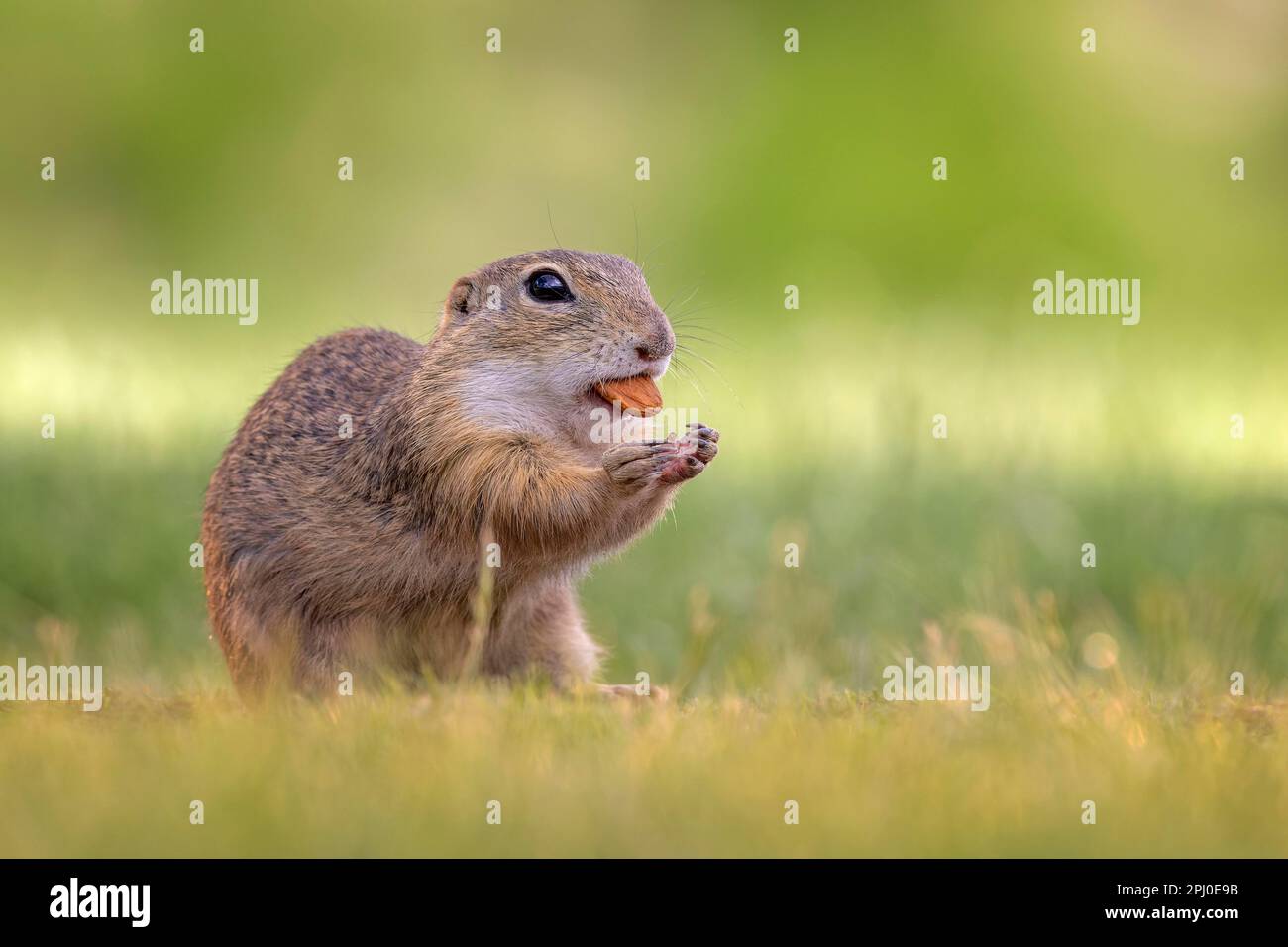 European ground squirrel (Spermophilus citellus) foraging, eating nut ...