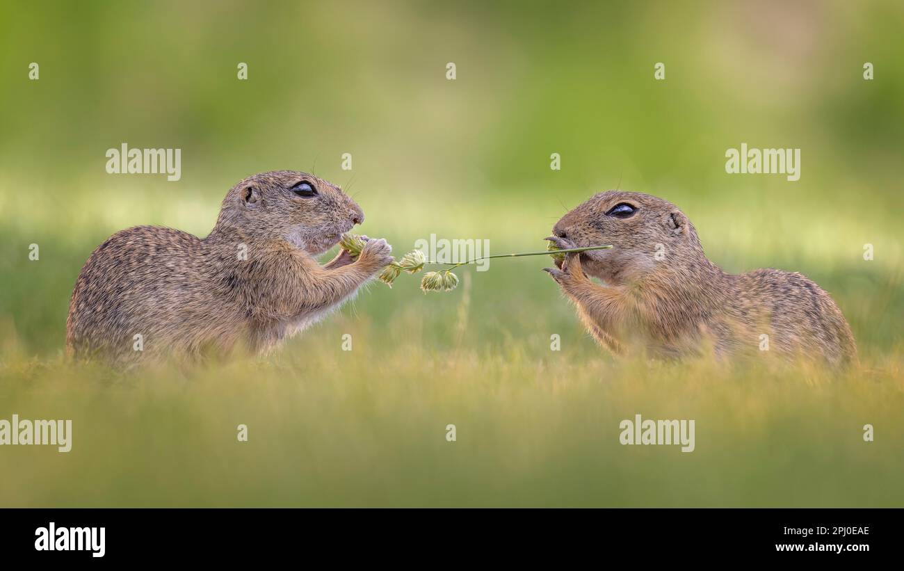 European ground squirrel (Spermophilus citellus) foraging for food, eating grass seeds, curious and interested, two individuals, pair, steppe area Stock Photo