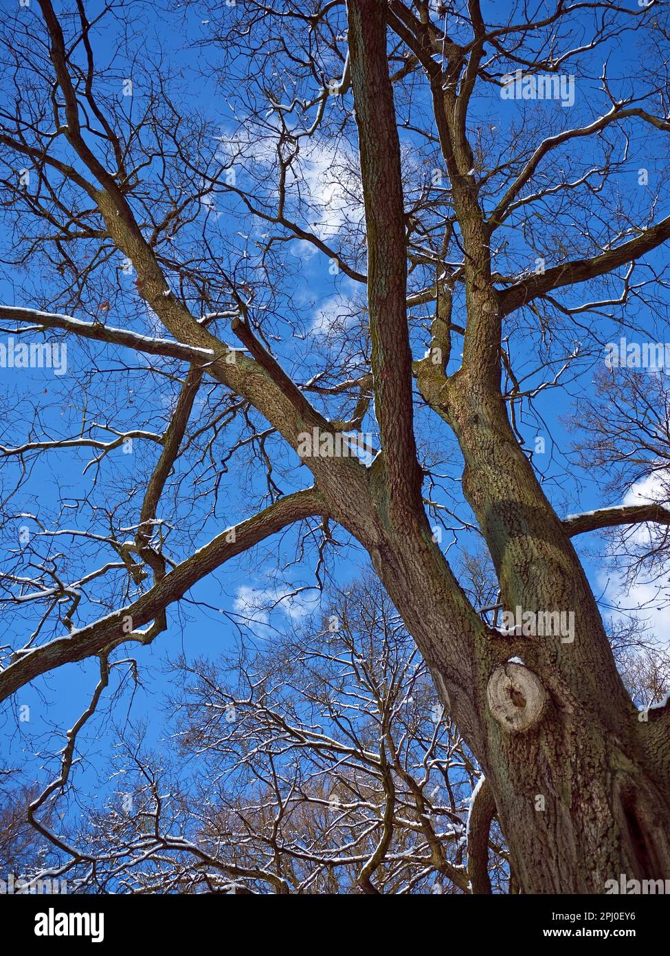 Oak Tree In Knoops Park, Bremen Lesum, Germany Stock Photo - Alamy