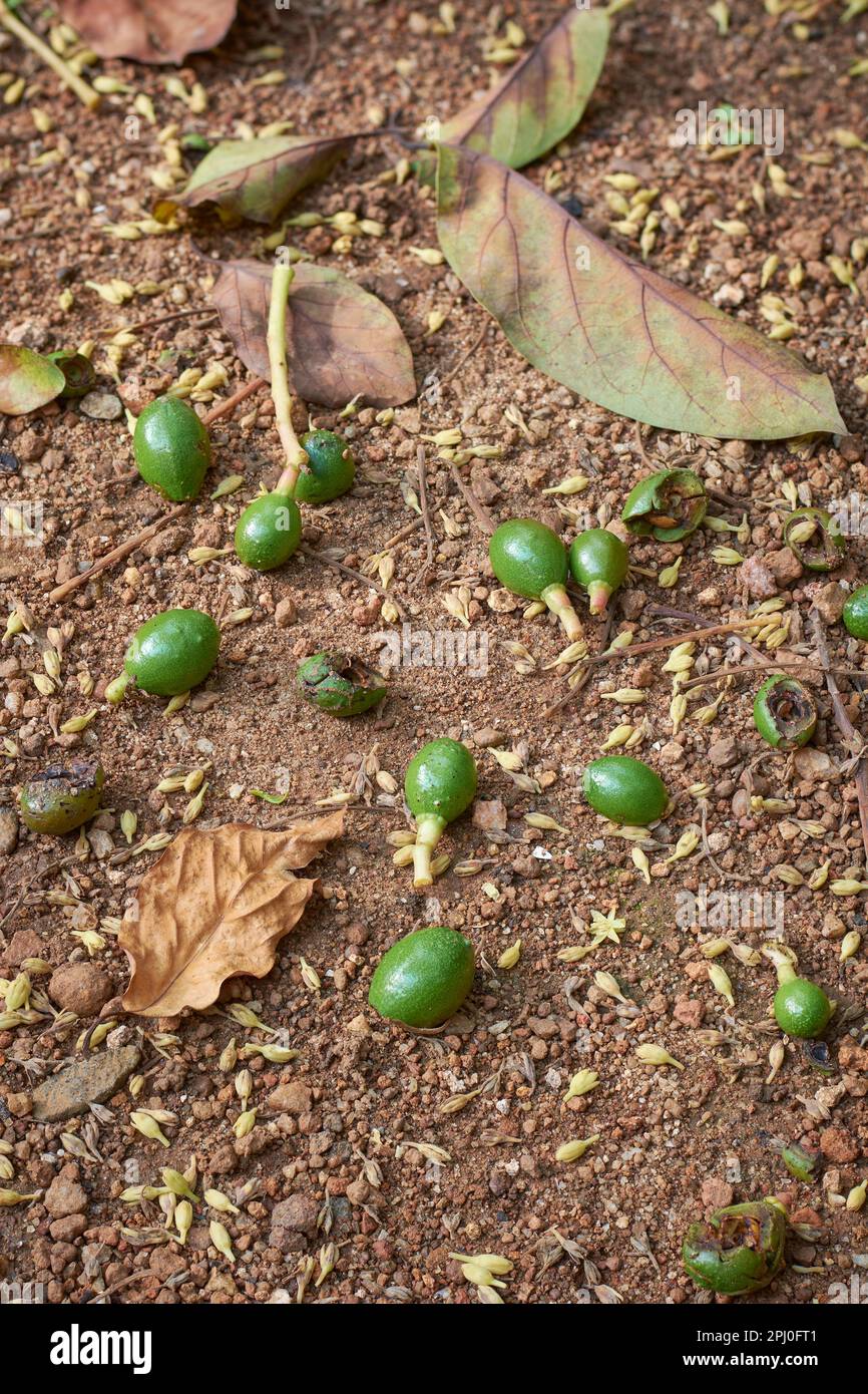 fallen avocado embryos or baby avocados and unpollinated flowers