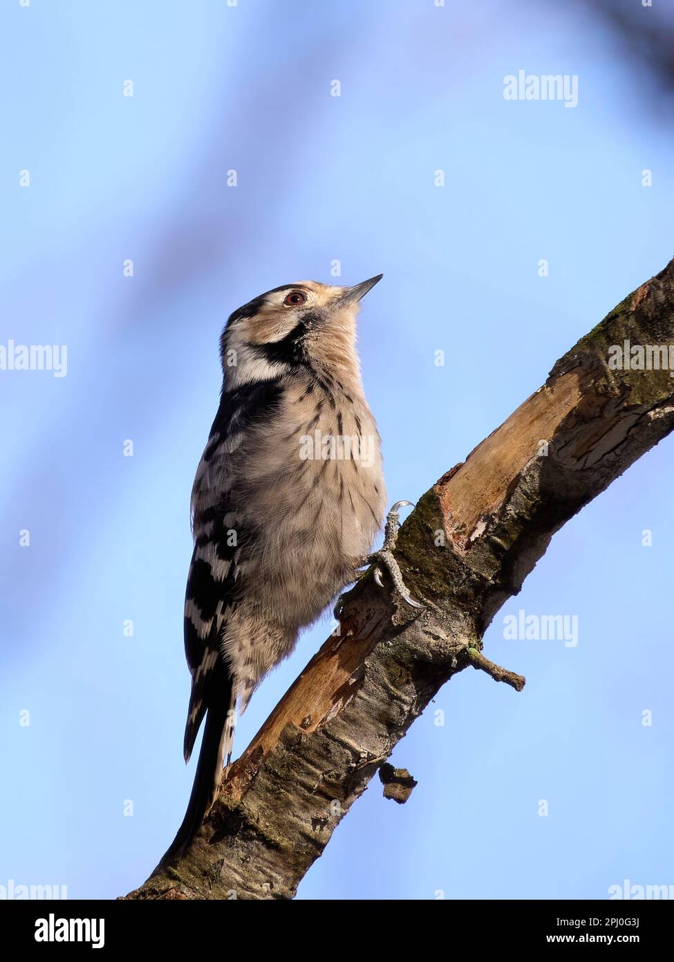 Lesser spotted woodpecker (Dryobates minor) in its natural environment Stock Photo