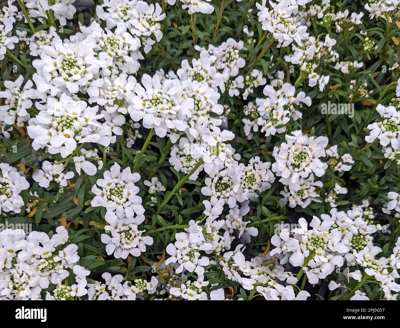 Closeup of little white candytuft flowers, Iberis sempervirens variety Snowsurfer Stock Photo
