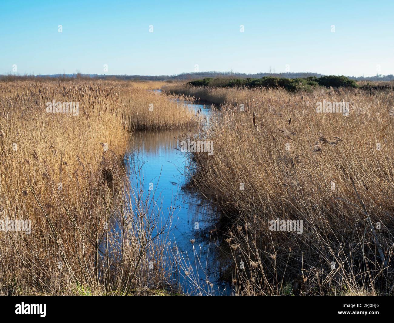 Narrow water channel through a dense reed bed at St Aidan Nature Park