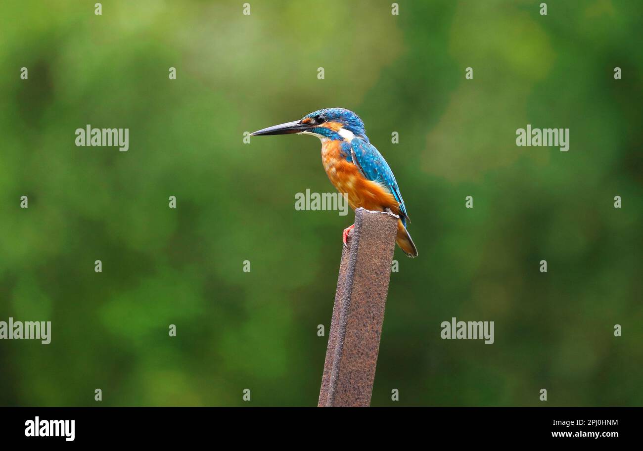 A Beautiful Kingfisher in Bangladesh Stock Photo