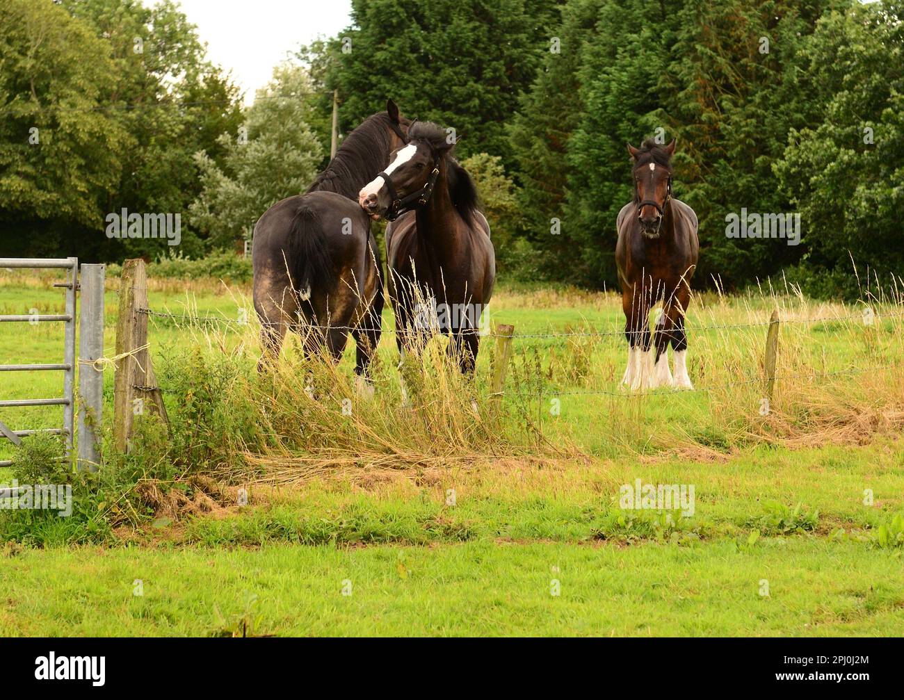 Shire horses grooming each other Stock Photo Alamy