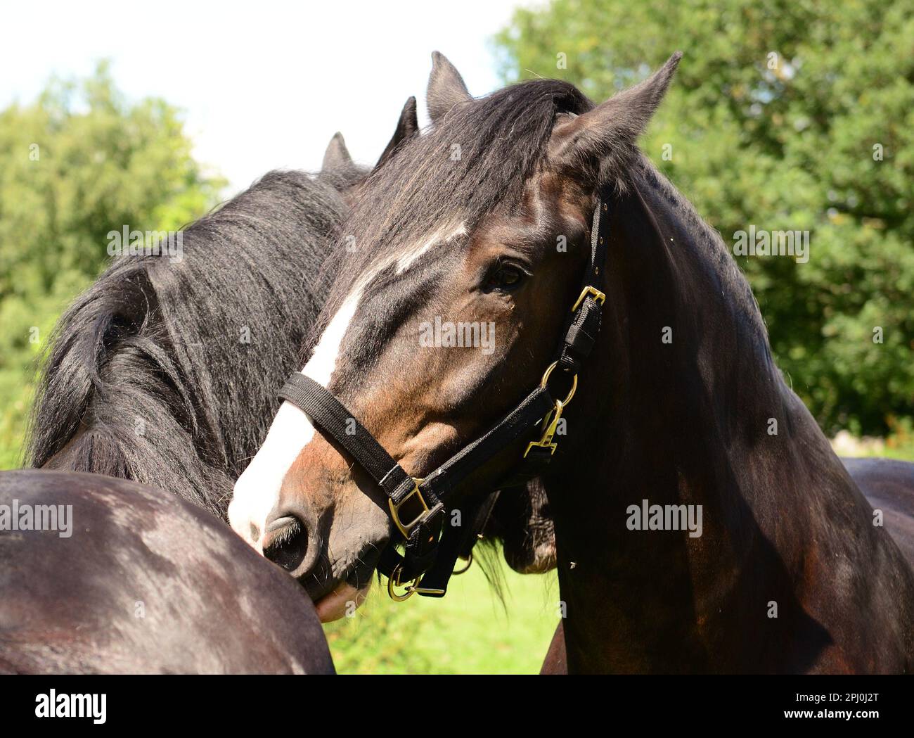 Shire horses grooming each other Stock Photo Alamy