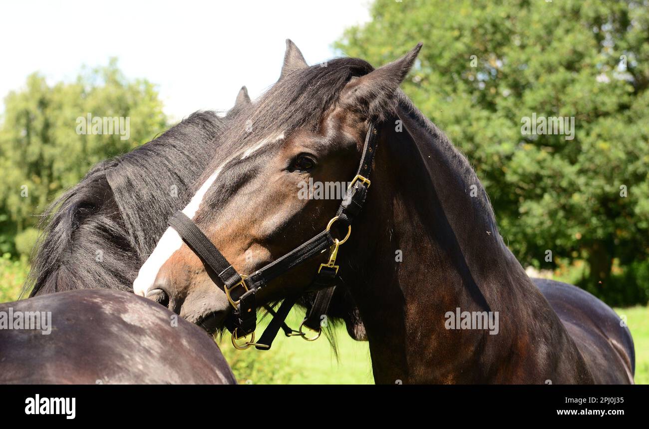 Shire horses grooming each other Stock Photo Alamy