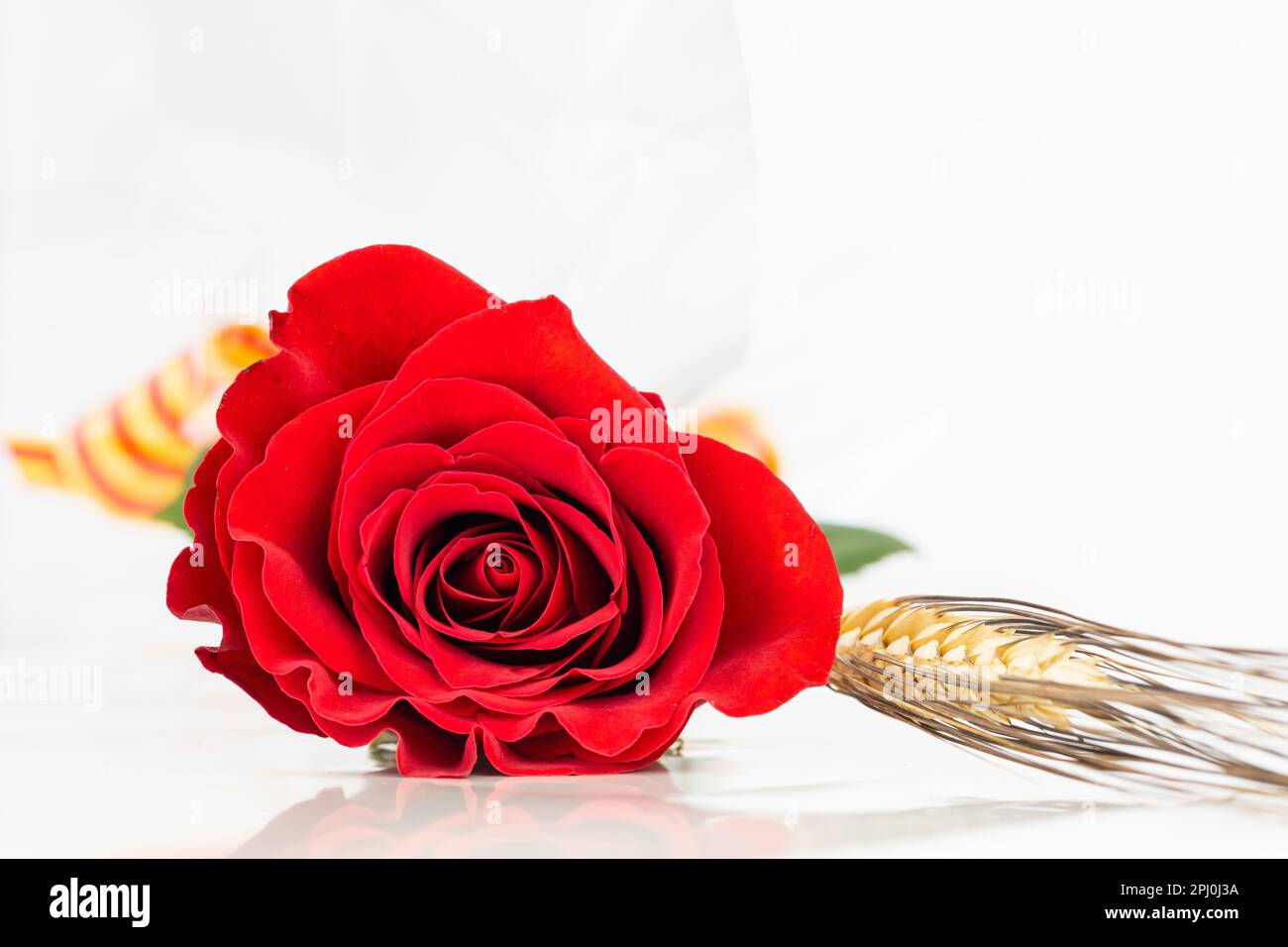 Close up red rose and ear of wheat for Diada de Sant Jordi. Tradition of St Jordi Day in Catalonia. Catalan book and rose flower day. Copy space. Stock Photo