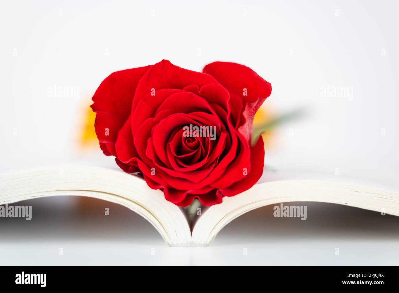 Close up red rose and ear of wheat in an opened book for Diada de Sant Jordi. Tradition of St Jordi Day in Catalonia. Catalan book and rose flower day Stock Photo
