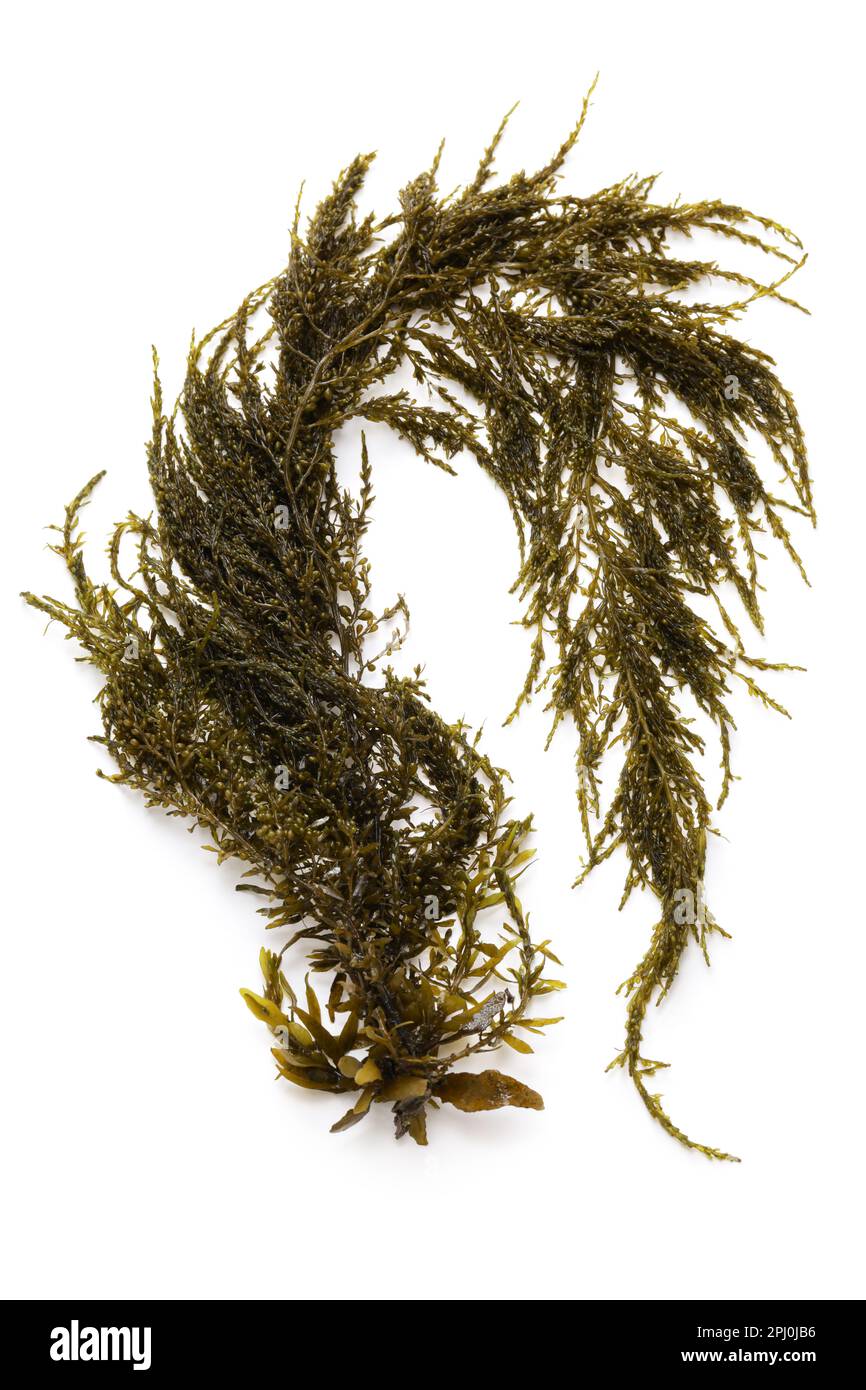 Hondawara (sargassum fulvellum), delicious seaweed Stock Photo