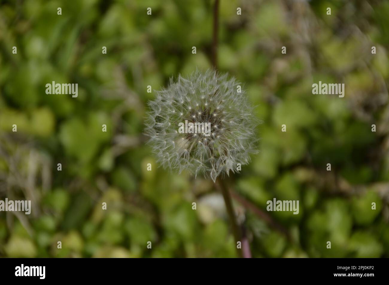 Dandelion Flying Seed And Plant Stock Photo - Alamy