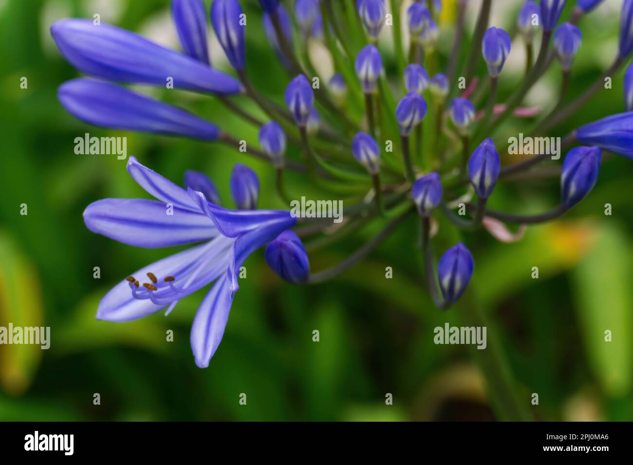 Lilac inflorescences of African Agapanthus in the garden close up Stock Photo