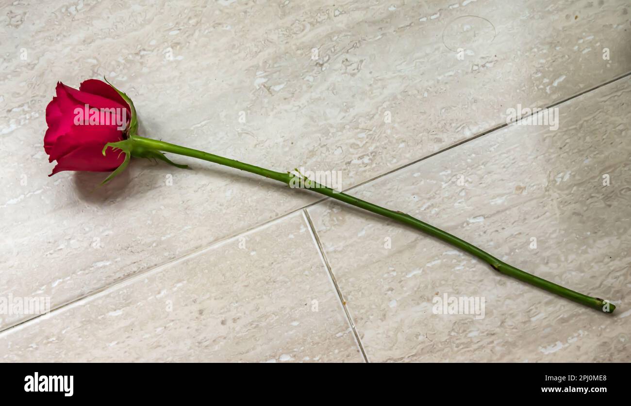 Rose on the floor Stock Photo Alamy