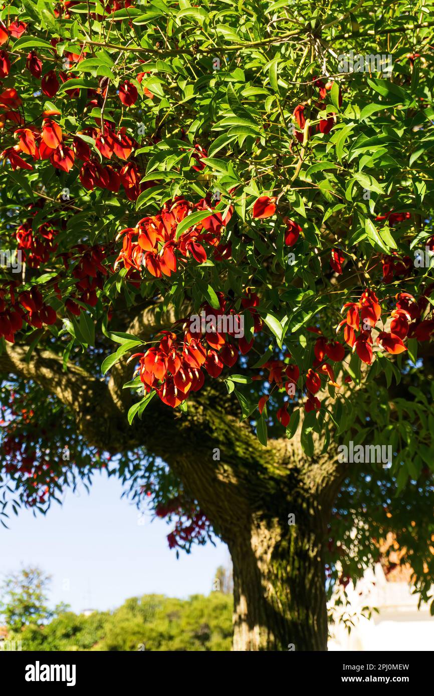 Blooming tree Erythrina crista - galli with large red flowers on a sunny day. Background Stock Photo