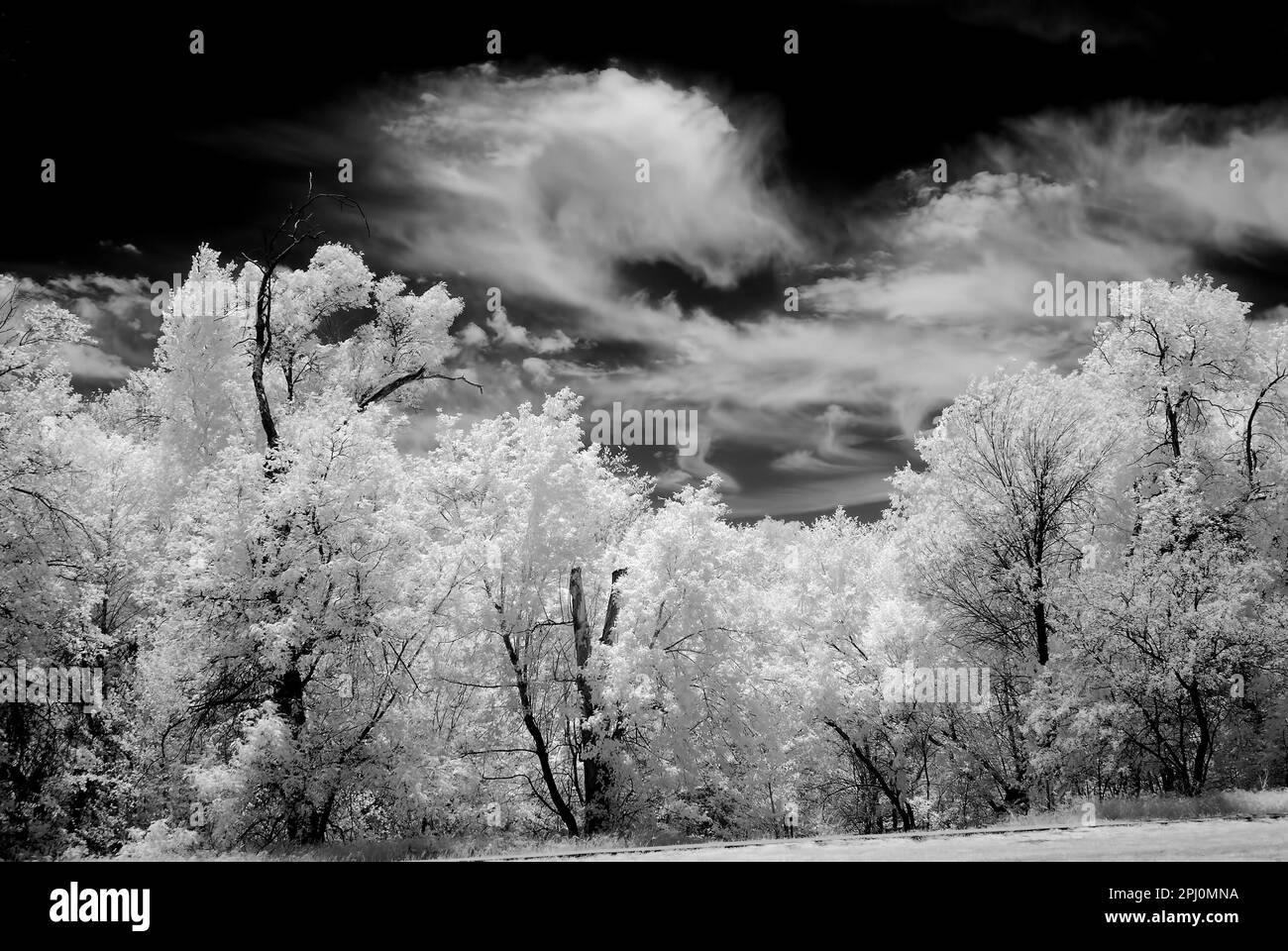 Infrared Black and white oak trees surrounding Sedona Arizona Stock Photo Alamy