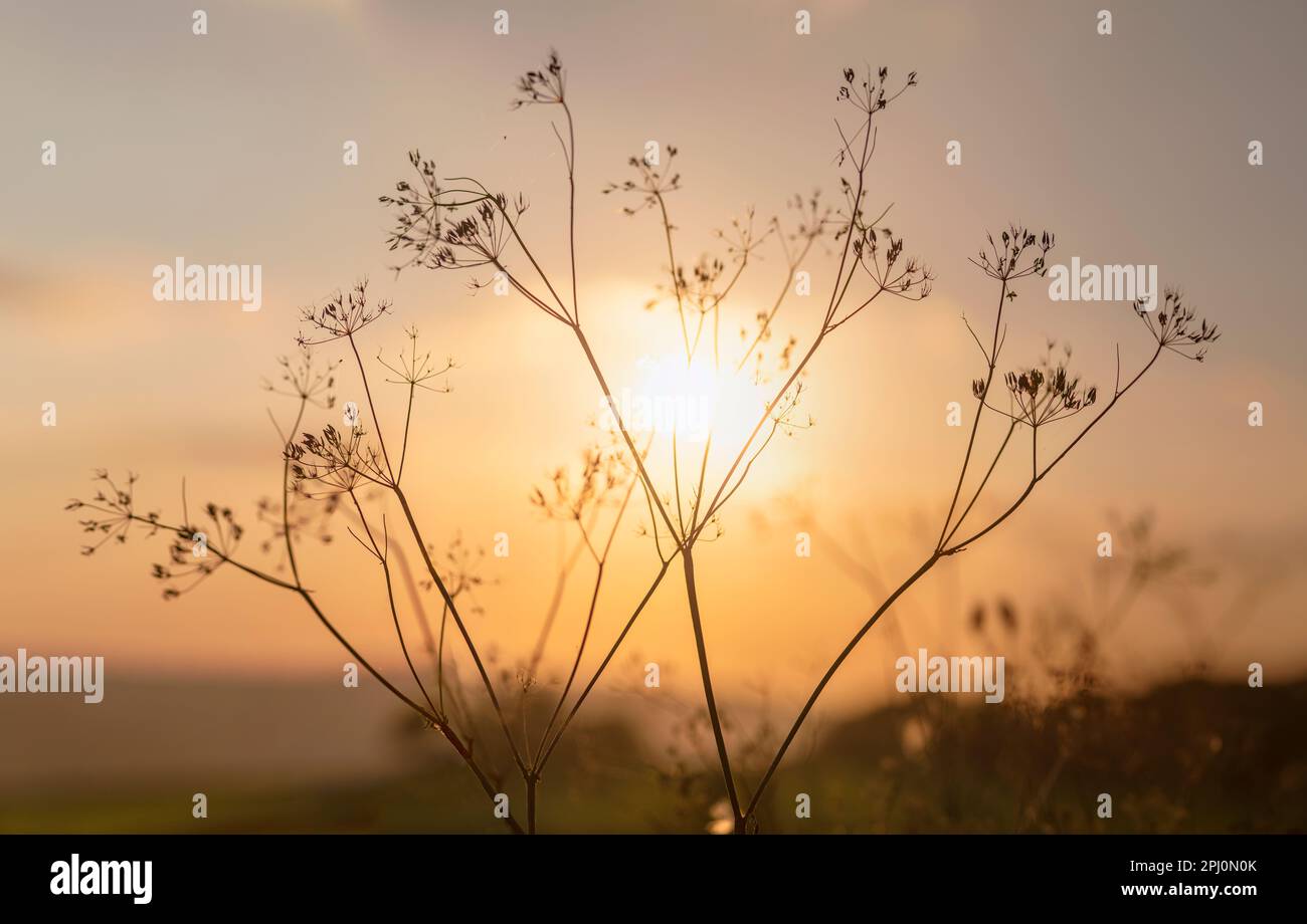 Cow parsley backlit by the sunset on a late summer walk. Drying back ...