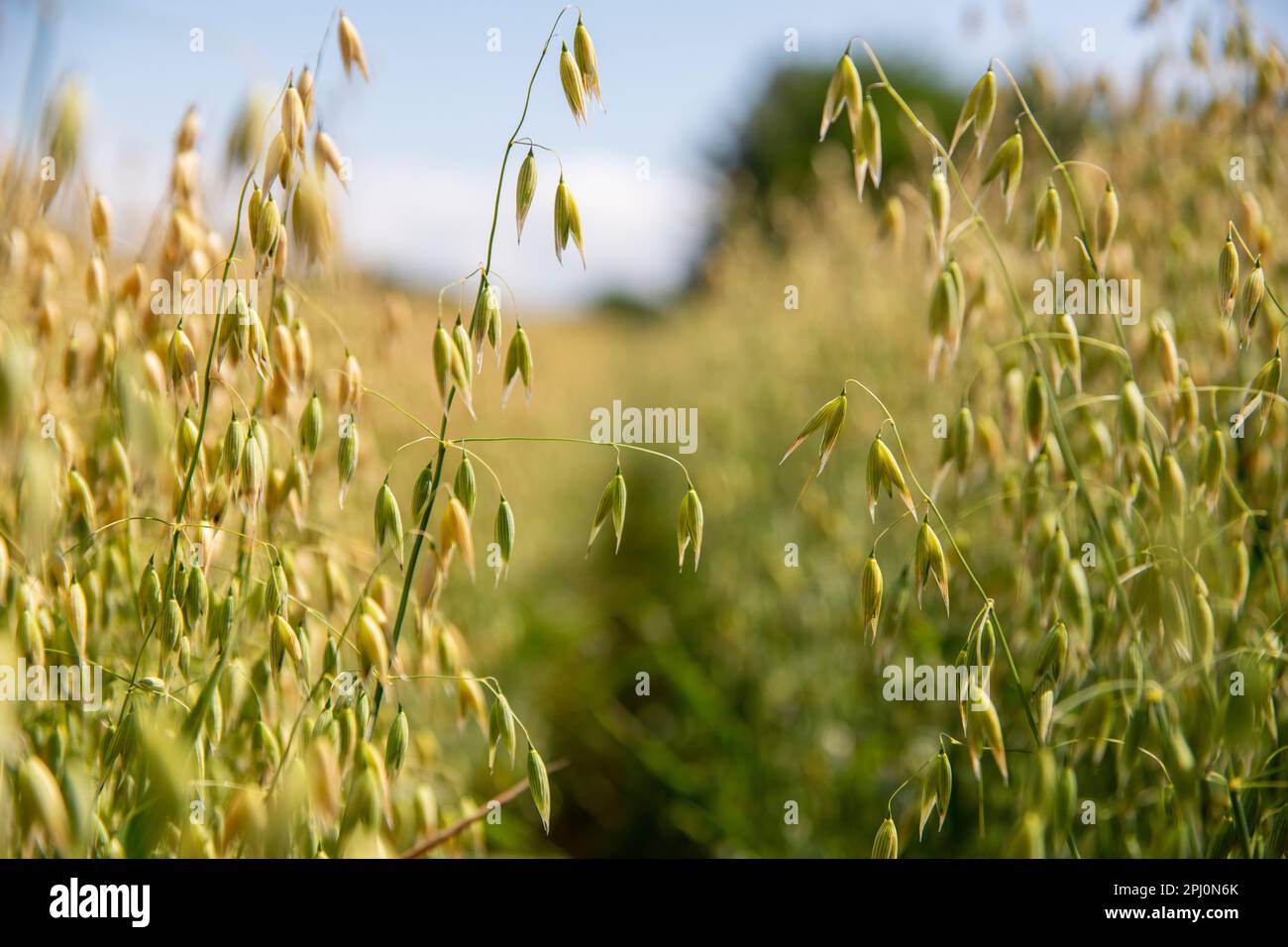 Oats growing in the Cheshire countryside on a warm summers day. Closeup of a field of oats growing on arable farming land in the English countryside Stock Photo
