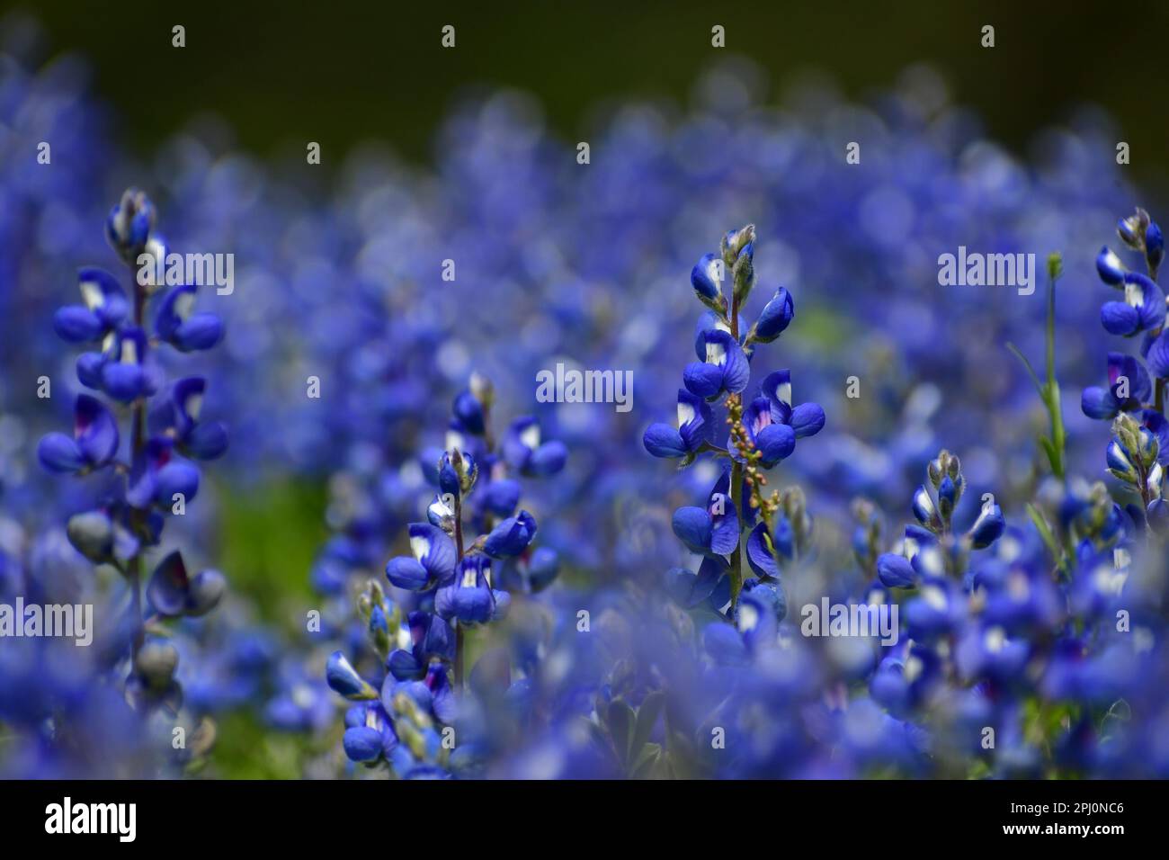 A cluster of brilliant blue bonnets in a field Stock Photo