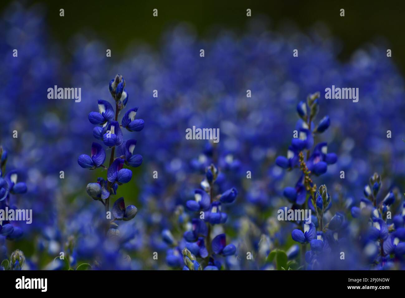 A cluster of brilliant blue bonnets in a field Stock Photo