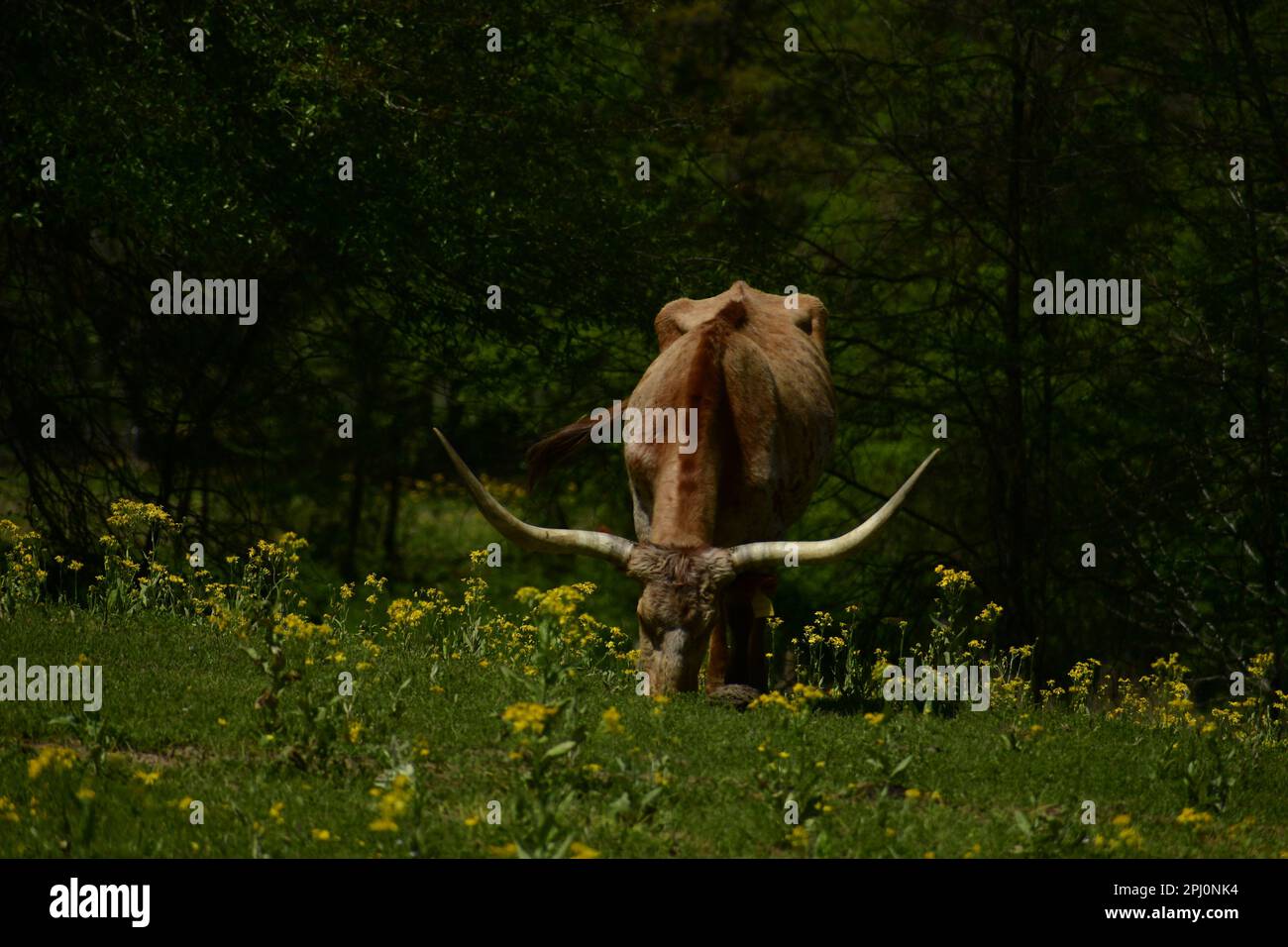 A isolated light brown longhorn cow grazing on a hill with yellow flowers and tree in the backgrounds in spring Stock Photo