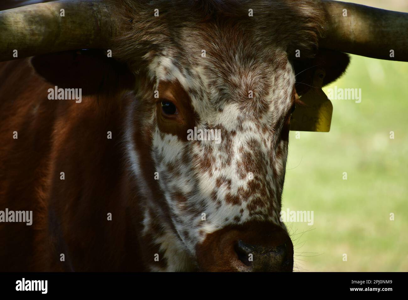 A close up of a longhorn cow with a  brown spotted face in the shade with a yellow ear tag and brown body with a green blur of grass Stock Photo
