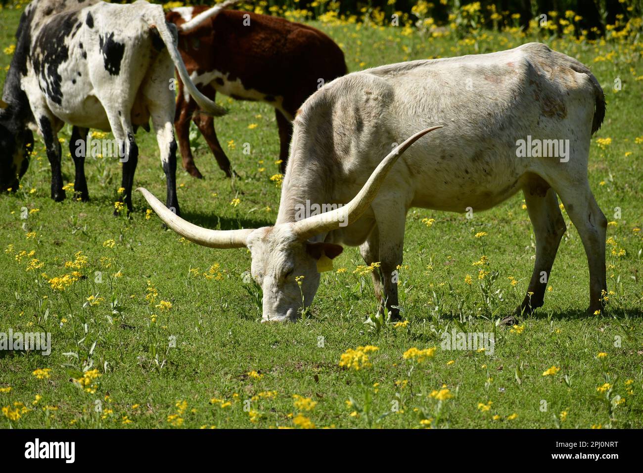 A white longhorn cow  grazing with other longhorns Stock Photo