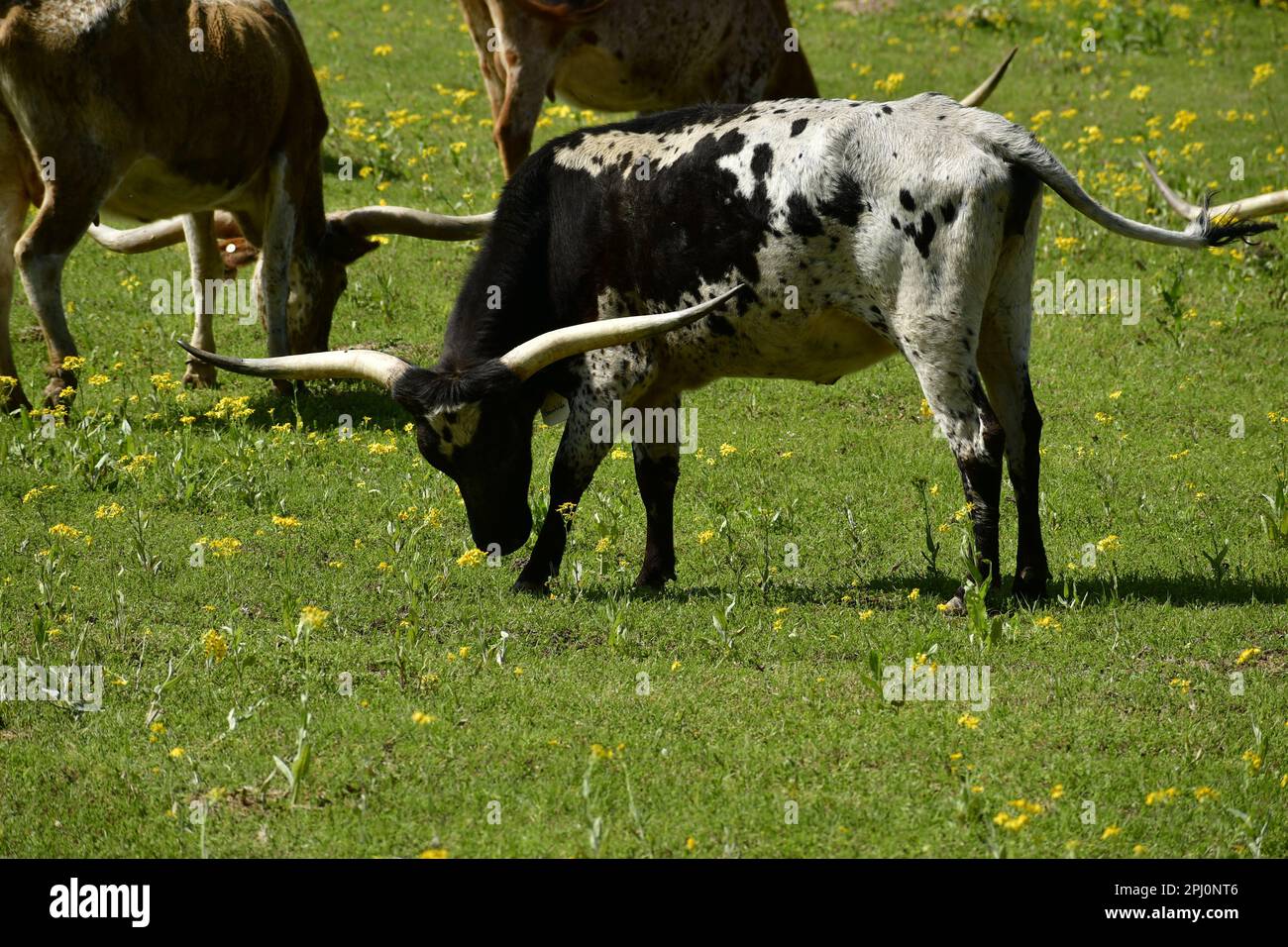 A black and white longhorn cow lifting her head. Stock Photo