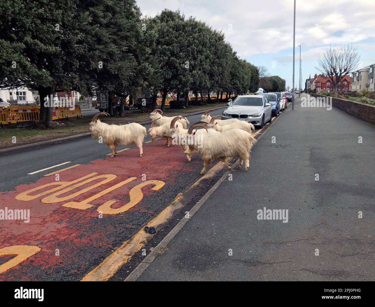 Funny wildlife photographs heard of Llandudno Kashmiri goats look both ways while waiting at the bus stop! The Welsh mountain goats are a common sight Stock Photo