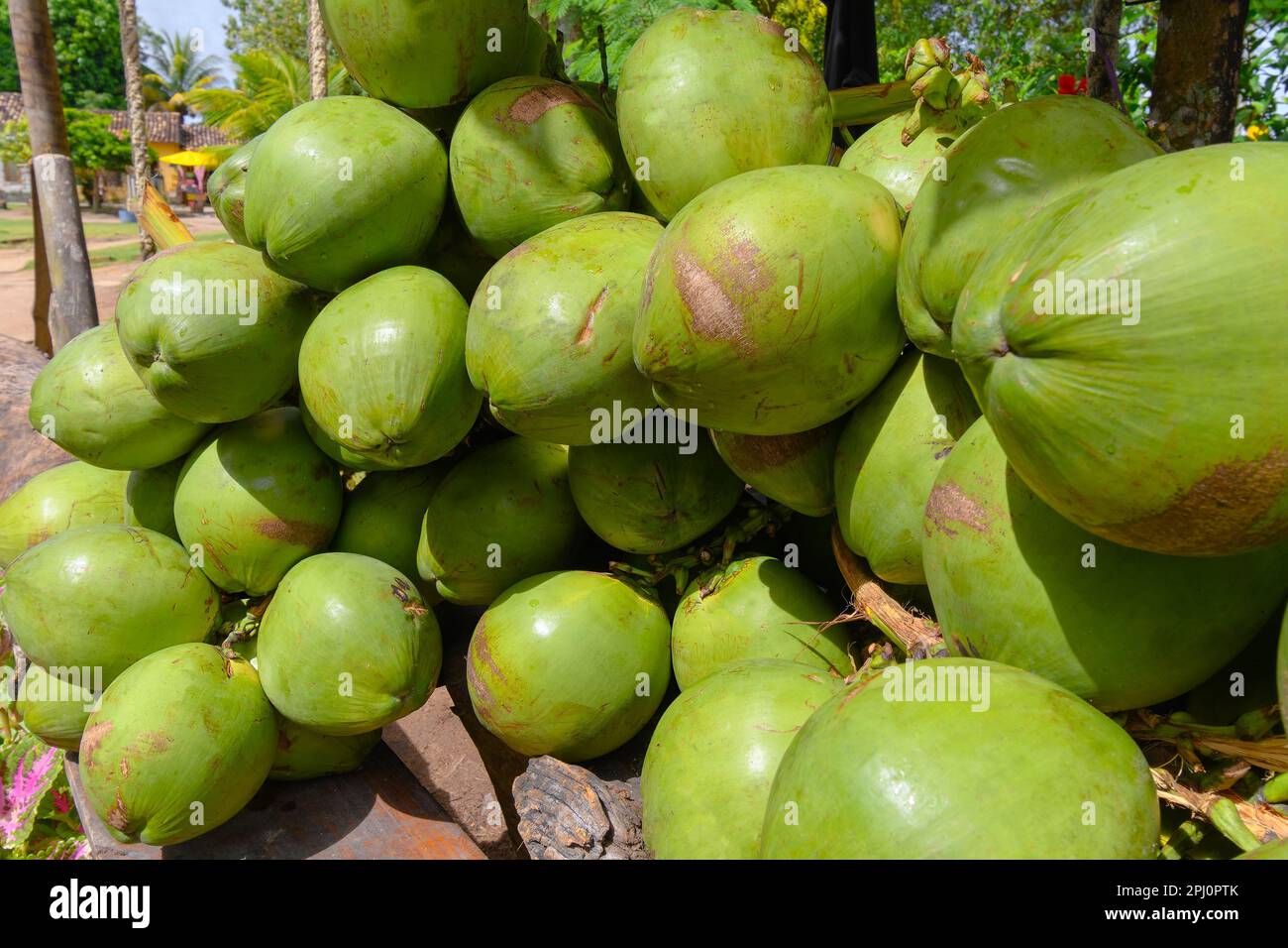 Pile of green coconuts, coconuts ready for sale coconut water