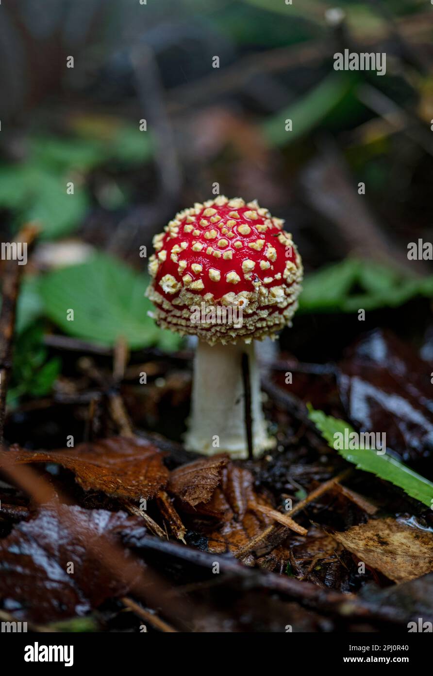 Fly agaric mushroom growing on the forest floor in Gloucestershire in autumn. Fungus growing in the decomposing material on the woodland ground Stock Photo