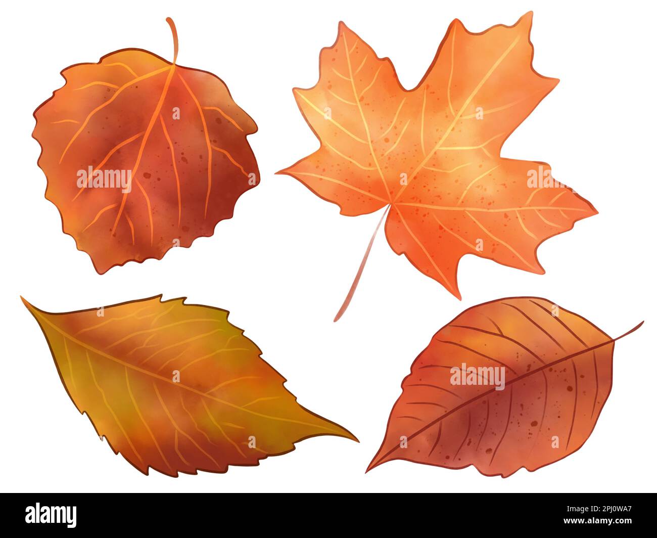 Set of watercolor autumn leaves isolated on white background. Hand ...