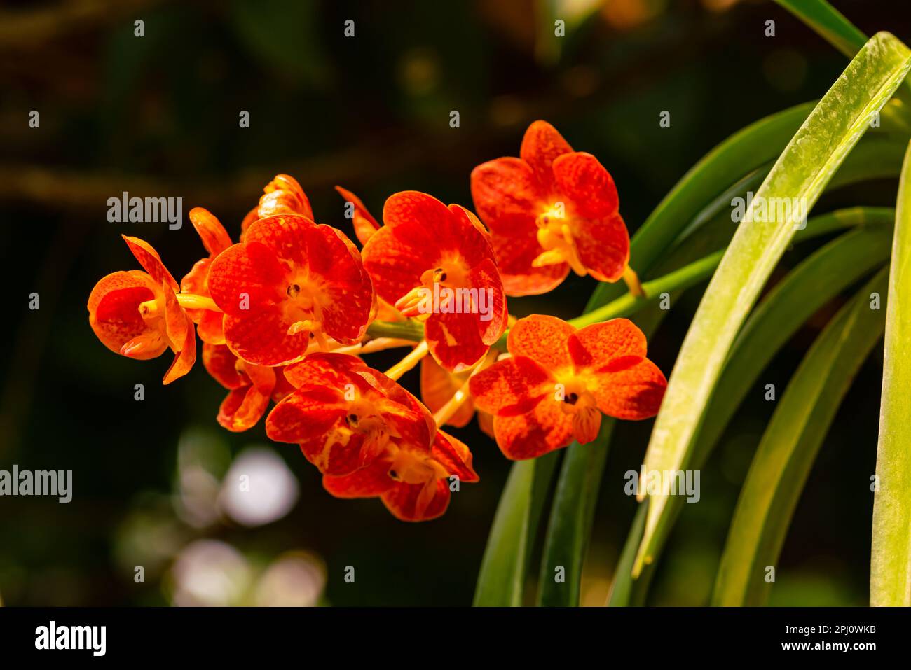 Bunch of blooming beautiful orange color orchid flowers Ascocentrum hybrid in the morning of summer season in Thailand. Stock Photo