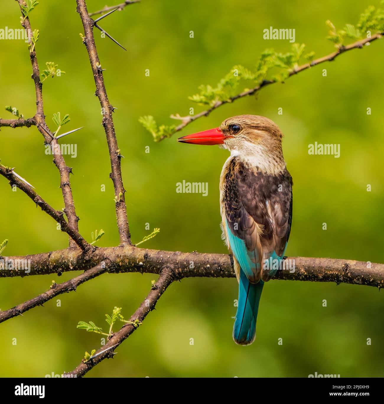 Perched Brown-hooded Kingfisher Stock Photo