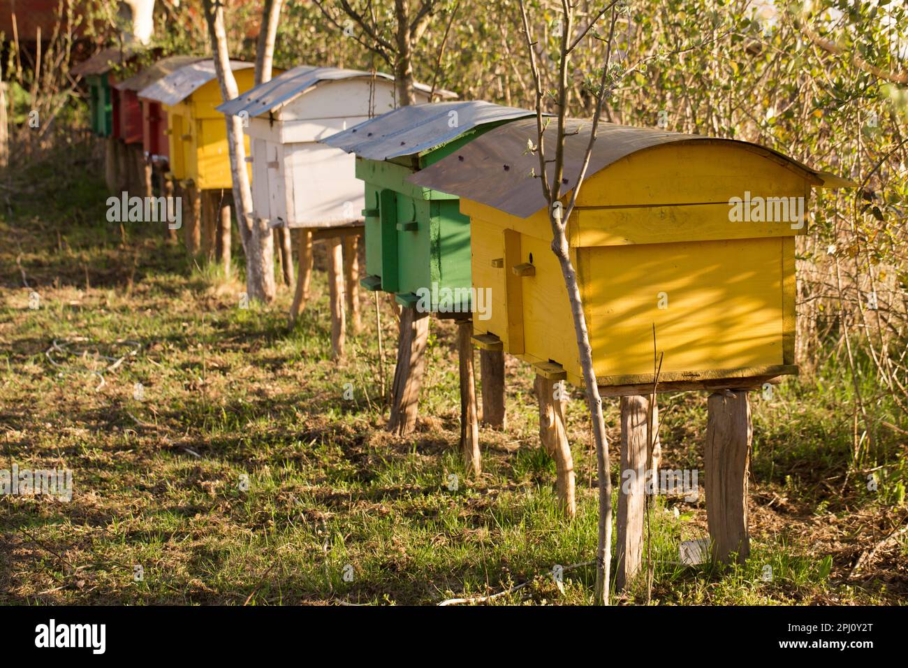 Small colorful beehives in a spring garden on a sunny day Stock Photo