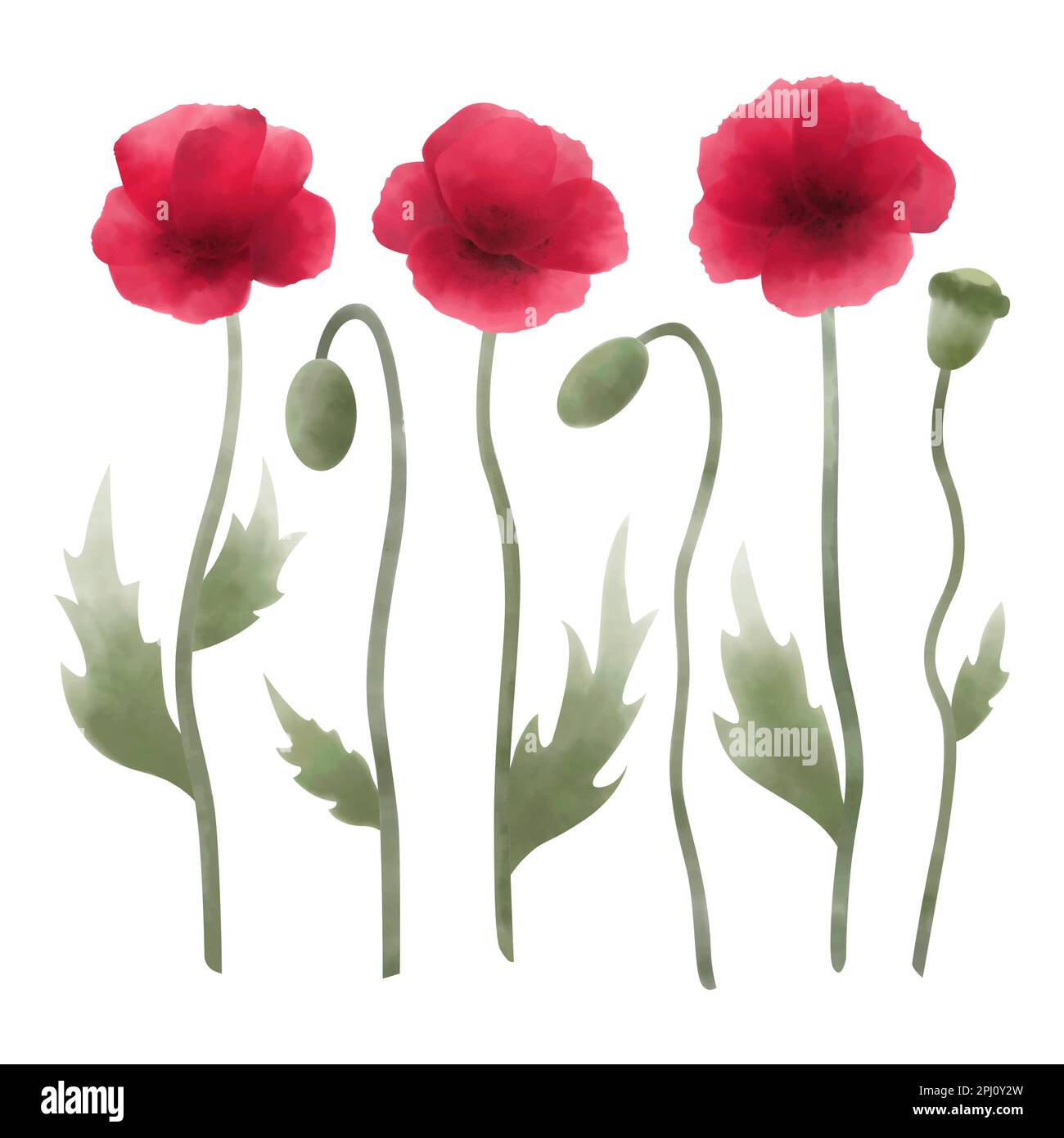 Red poppy flower clipart Stock Vector Images - Alamy, image size:1300x1390