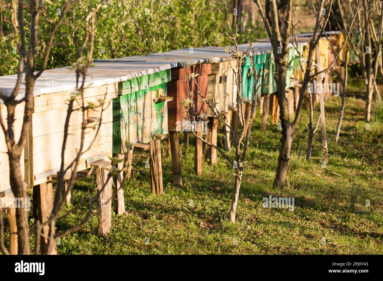 Small colorful beehives in a spring garden on a sunny day Stock Photo