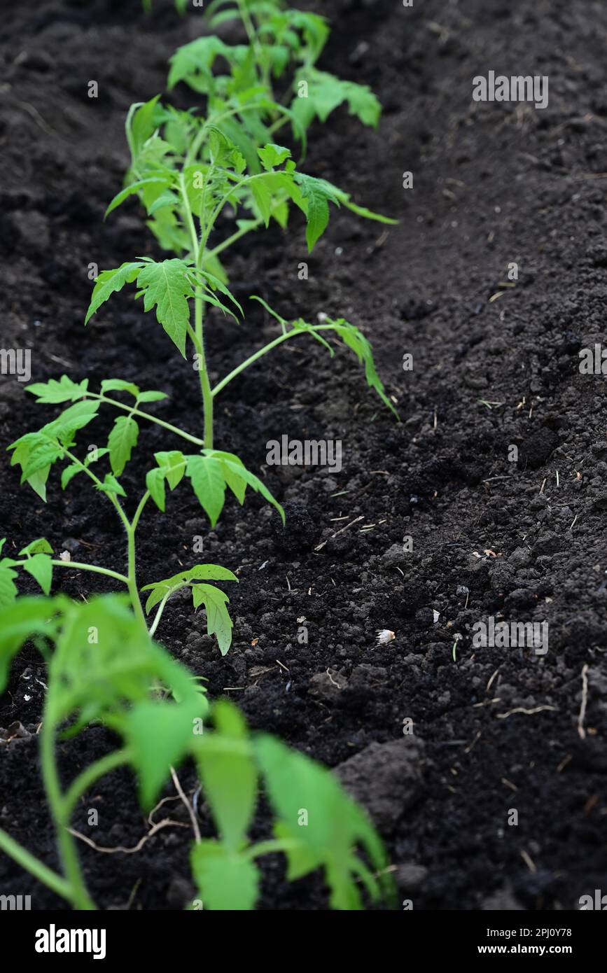 The child takes care of the plant and waters it. A kid's hand puts ...