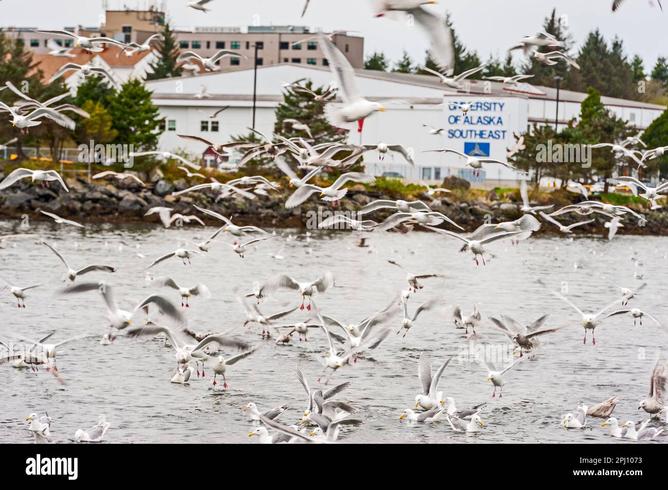Big flock of seagulls feeding on the surface of the Sitka channel in