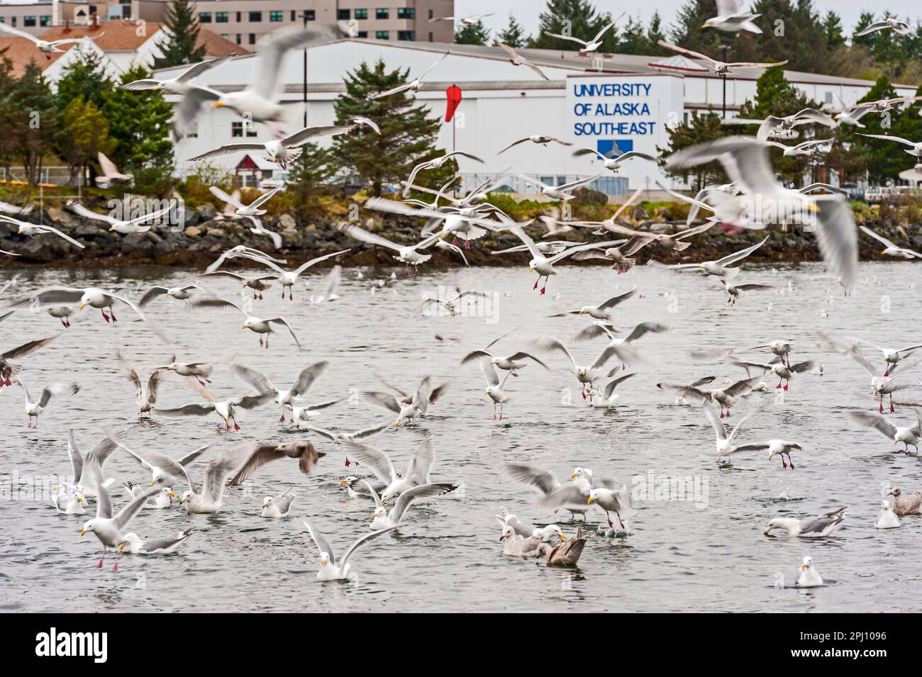 Big flock of seagulls feeding on the surface of the Sitka channel in