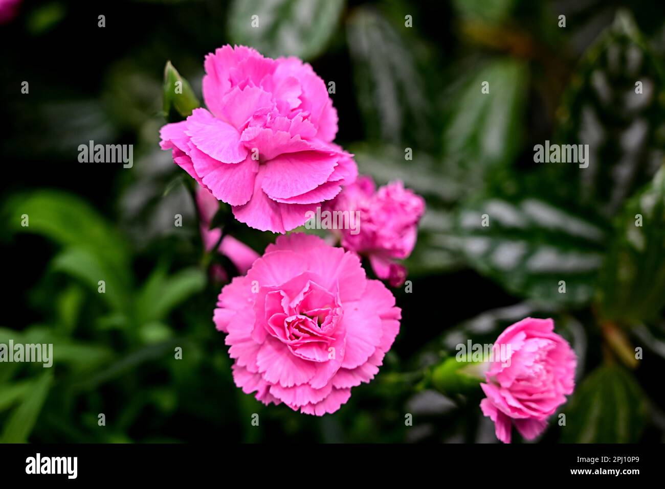 Carnation on a dark background close-up. Pink carnation with a green branch. Stock Photo