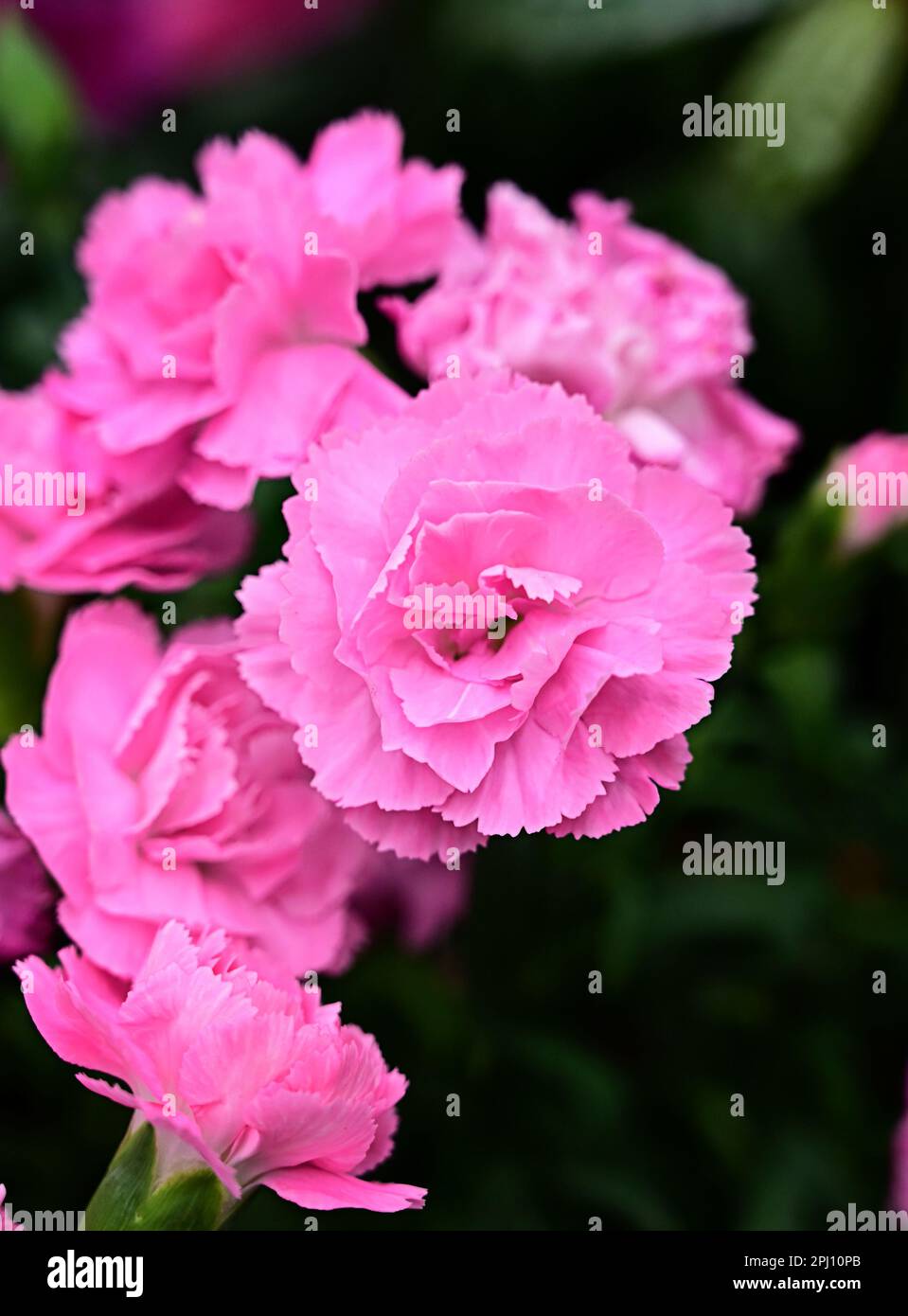Carnation on a dark background close-up. Pink carnation with a green branch. Stock Photo