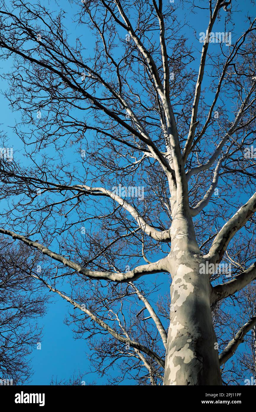 Sycamore branches against the blue sky. Scenic landscape of the grey and white branches of a sycamore tree. Stock Photo